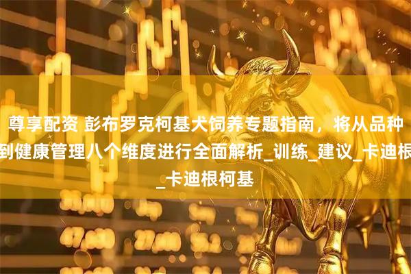 尊享配资 彭布罗克柯基犬饲养专题指南，将从品种特征到健康管理八个维度进行全面解析_训练_建议_卡迪根柯基